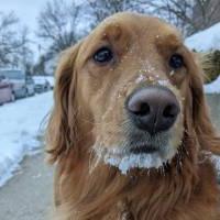 脸上有雪的狗